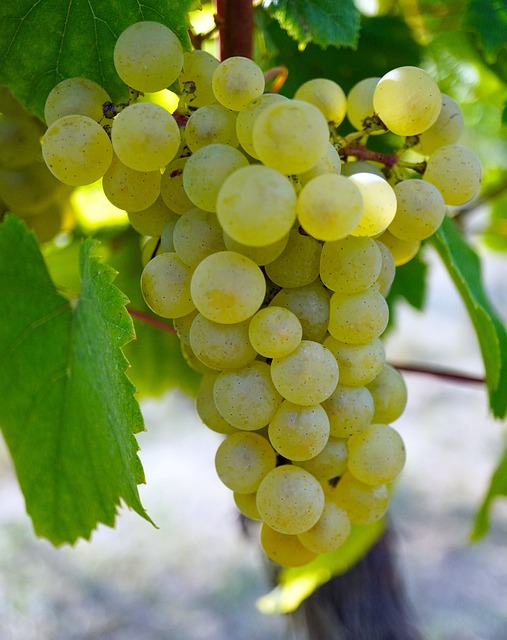 vignoble dans le Var